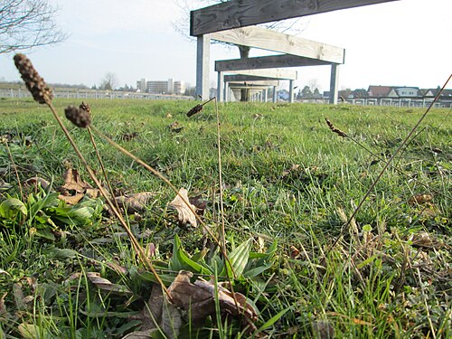 Ribwort plantain: Spitzwegerich ( Plantago lanceolata ) auf einer Parkplatzwiese am Nordring in Hockenheim