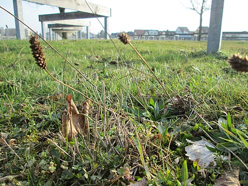 Ribwort plantain: Spitzwegerich ( Plantago lanceolata ) auf einer Parkplatzwiese am Nordring in Hockenheim