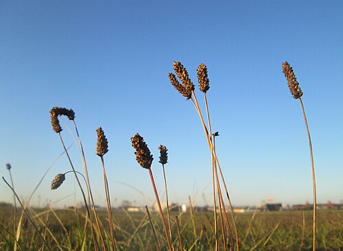 Ribwort plantain: Spitzwegerich ( Plantago lanceolata ) auf einer Wiese in Hockenheim-Talhaus