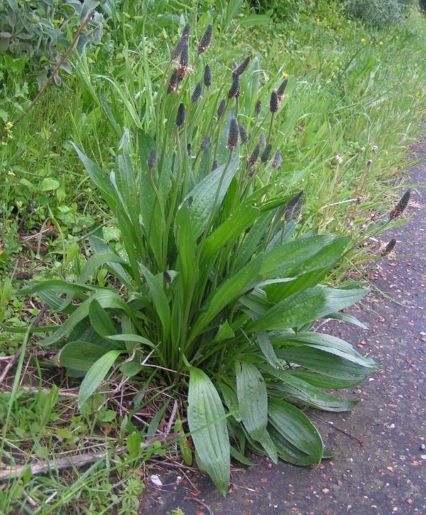 Ribwort plantain: Ribwort Plantain, Plantago lanceolata photgraphed at Essex, England