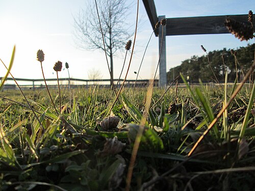 Ribwort plantain: Spitzwegerich ( Plantago lanceolata ) auf einer Parkplatzwiese am Nordring in Hockenheim