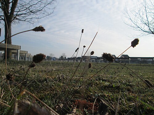 Ribwort plantain: Spitzwegerich ( Plantago lanceolata ) auf einer Parkplatzwiese am Nordring in Hockenheim