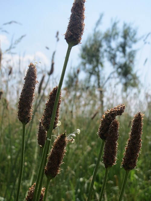 Ribwort plantain: Spitzwegerich ( Plantago lanceolata ) beim Insultheimer Hof im Landschaftsschutzgebiet „Hockenheimer Rheinbogen“