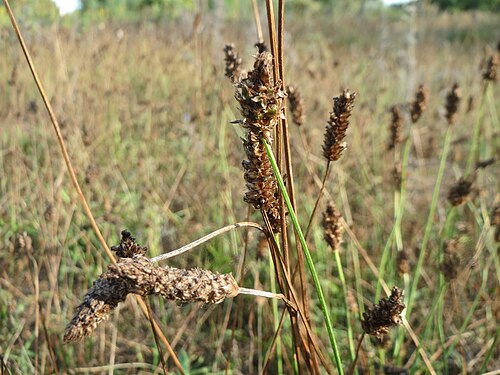 Ribwort plantain: Spitzwegerich ( Plantago lanceolata ) in Hockenheim