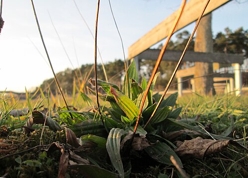 Ribwort plantain: Spitzwegerich ( Plantago lanceolata ) auf einer Parkplatzwiese am Nordring in Hockenheim