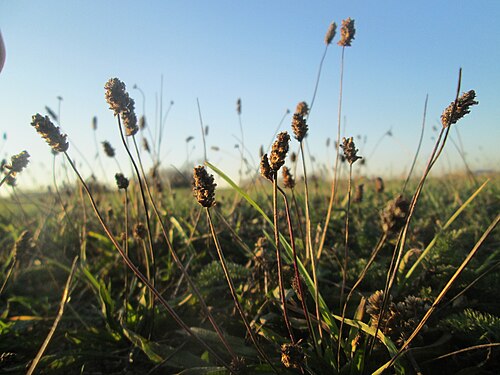 Ribwort plantain: Spitzwegerich ( Plantago lanceolata ) auf einer Wiese in Hockenheim-Talhaus