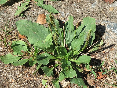 Greater plantain: Breitwegerich ( Plantago major ) in Hockenheim