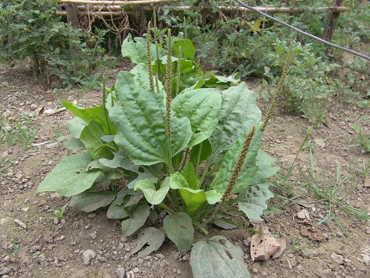 Greater plantain: Come la vediamo in natura e nel proprio giardino di casa.