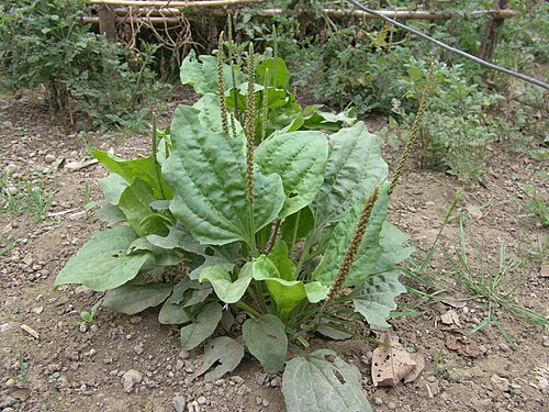 Greater plantain: Come la vediamo in natura e nel proprio giardino di casa.