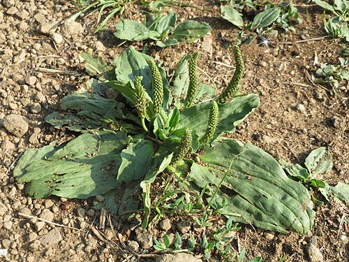 Greater plantain: Breitwegerich ( Plantago major ) am Schalkenmehrener Maar