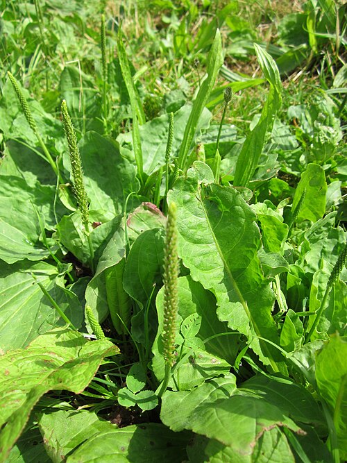 Greater plantain: Breitwegerich ( Plantago major ) am Staden in Saarbrücken