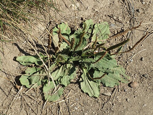 Greater plantain: Breitwegerich ( Plantago major ) in Hockenheim