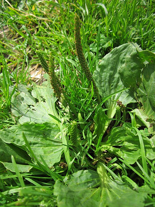 Greater plantain: Breitwegerich ( Plantago major ) am Staden in Saarbrücken
