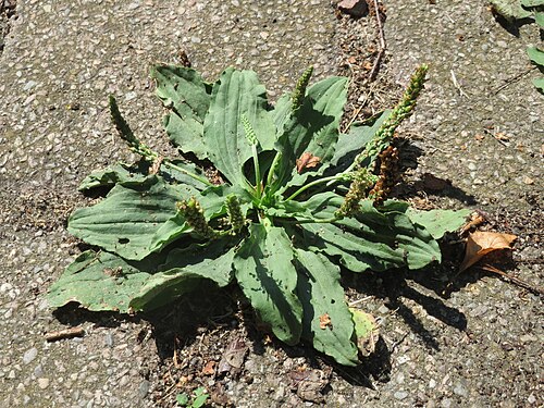 Greater plantain: Breitwegerich ( Plantago major ) in Hockenheim