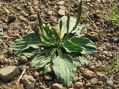 Greater plantain: Breitwegerich ( Plantago major ) am Schalkenmehrener Maar