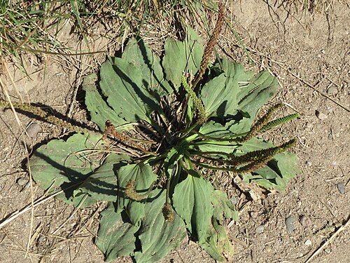 Greater plantain: Breitwegerich ( Plantago major ) in Hockenheim
