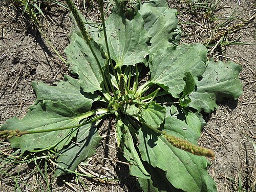 Greater plantain: Breitwegerich ( Plantago major ) bei Altlußheim