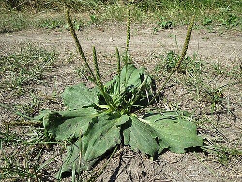 Greater plantain: Breitwegerich ( Plantago major ) bei Altlußheim