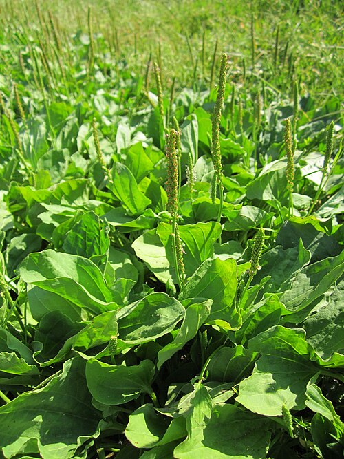 Greater plantain: Breitwegerich ( Plantago major ) im Naturschutzgebiet "St. Arnualer Wiesen"