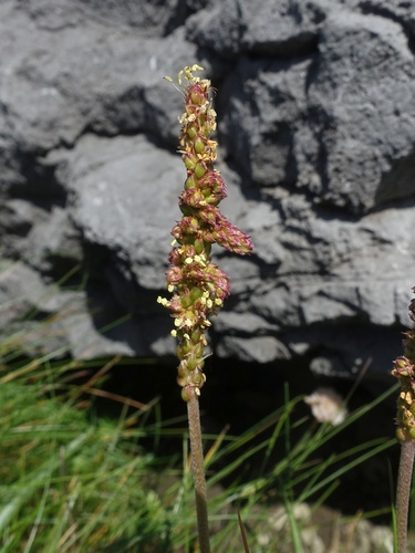 Goose tongue (Plantago maritima)