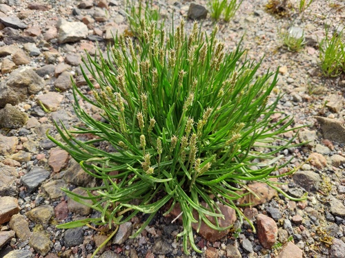 Goose tongue (Plantago maritima)