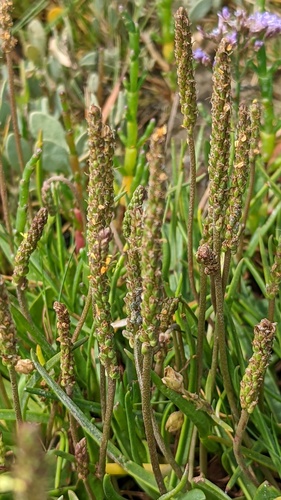 Goose tongue (Plantago maritima)