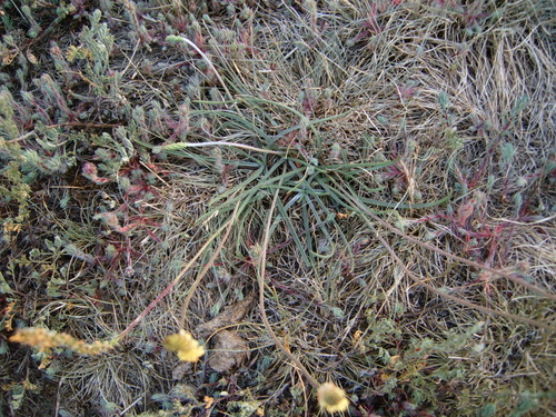 Goose tongue (Plantago maritima)