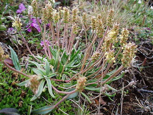 Goose tongue: Plantago maritima (de: Strand-Wegerich) in Northwestern Iceland
