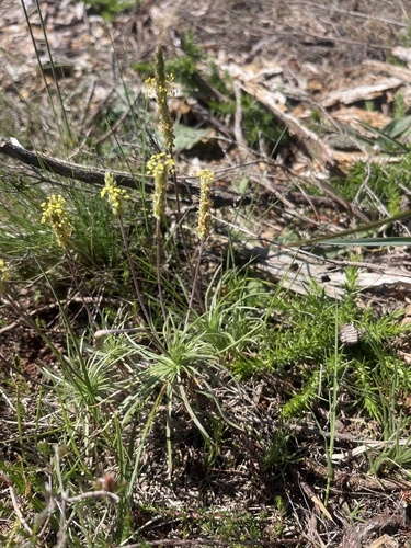 Goose tongue (Plantago maritima)