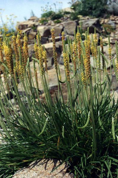 Goose tongue: Plantago maritima