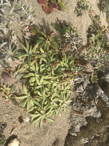 Goose tongue (Plantago maritima)