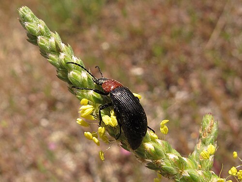 Goose tongue: Tambien se asemeja en foto a Plantago maritima Las flores minúsculas y muy numerosas que son polinizadas por el viento.