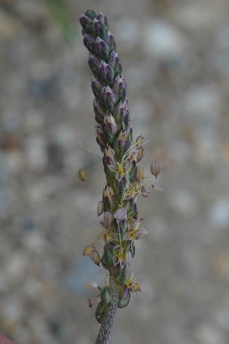 Goose tongue (Plantago maritima)