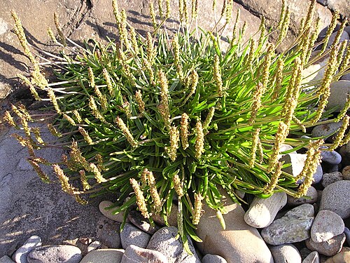 Goose tongue: Plantago maratima, sea plantain.
