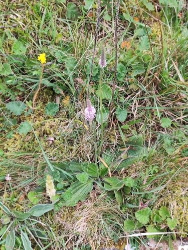 Hoary plantain (Plantago media)