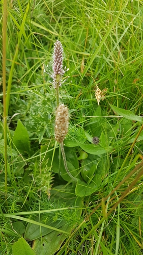 Hoary plantain (Plantago media)