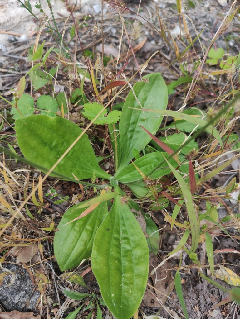 Hoary plantain (Plantago media)