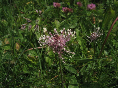 Hoary plantain (Plantago media)