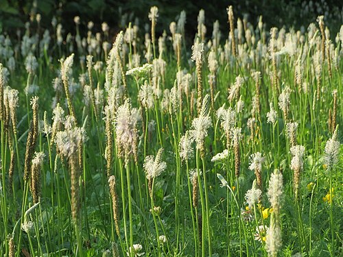 Hoary plantain: Weidewegerich ( Plantago media ) in Waghäusel