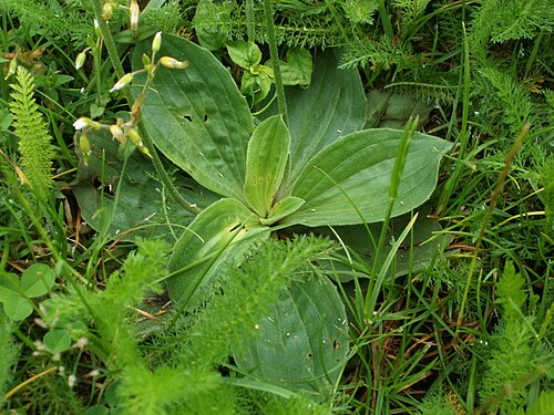 Hoary plantain: Weidewegerich (Plantago media) am Staden
