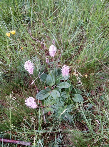 Hoary plantain (Plantago media)