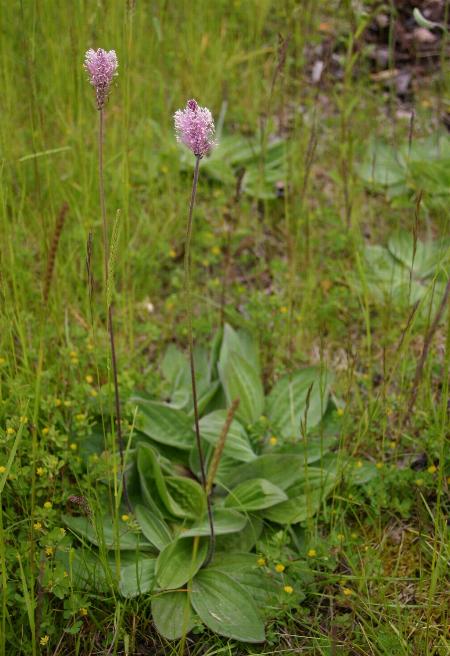 Hoary plantain (Plantago media)