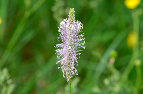 Hoary plantain (Plantago media)