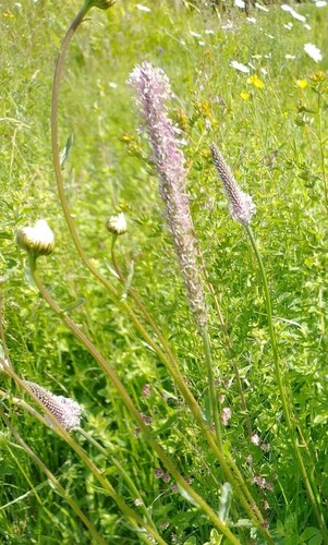 Hoary plantain (Plantago media)