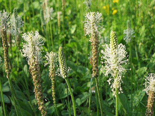 Hoary plantain: Weidewegerich ( Plantago media ) in Waghäusel