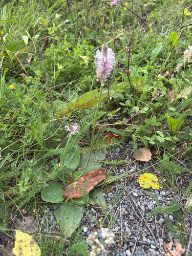 Hoary plantain (Plantago media)