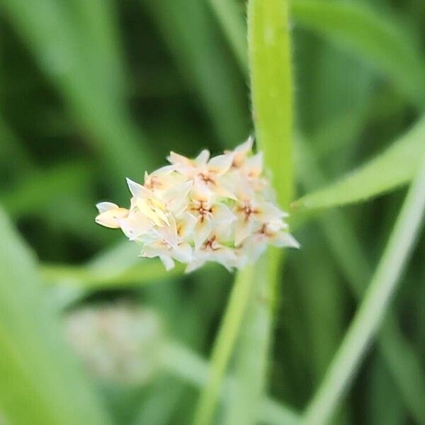 Desert Indianwheat (Plantago ovata)