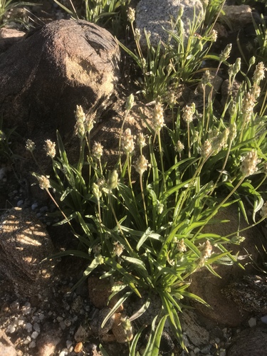 Desert Indianwheat (Plantago ovata)