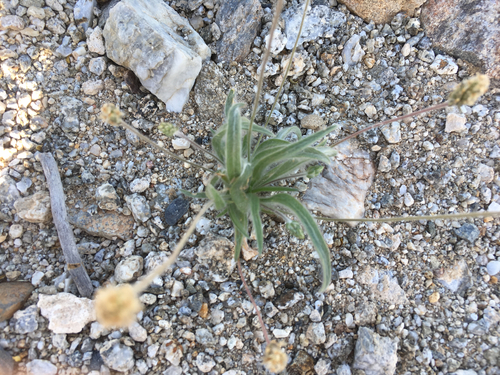 Desert Indianwheat (Plantago ovata)