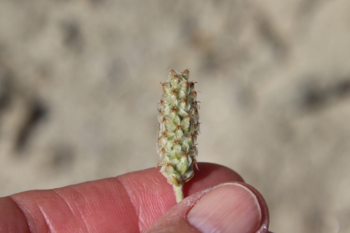 Desert Indianwheat (Plantago ovata)